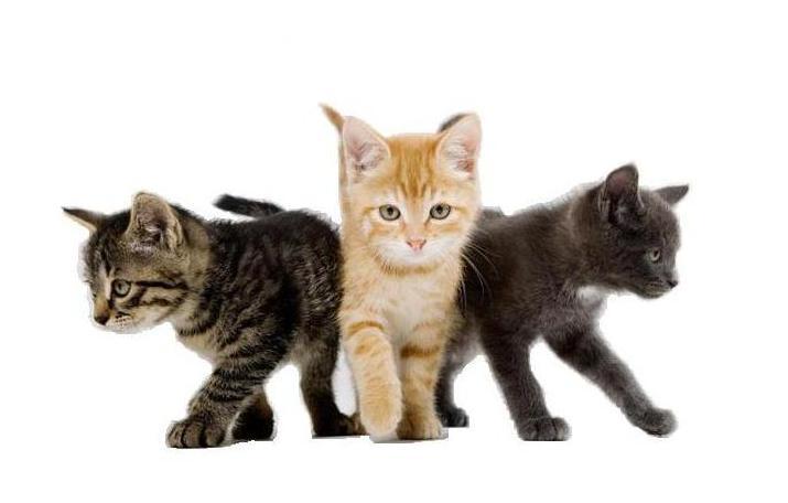 Katzen