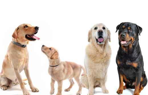Hunde